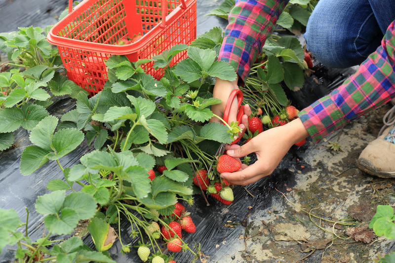professional gardeners plants