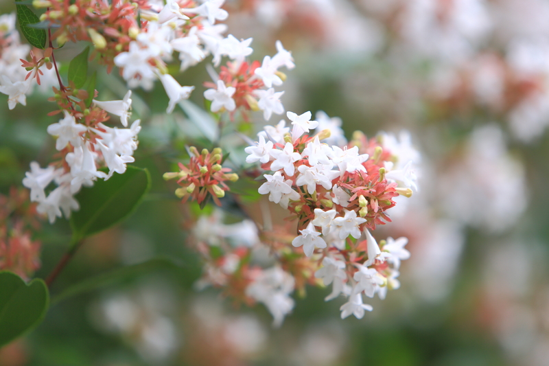 garden design garden care