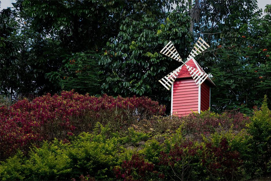 A small decorative garden windmill painted in red with white blades, situated on a gentle slope within a lush garden. Surrounding the windmill are various plants and shrubs, including vibrant green fo